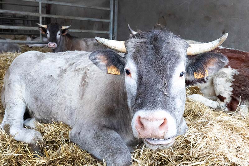 GAEC Henriot — races bazadaise et ferrandaise, biodiversité domestique