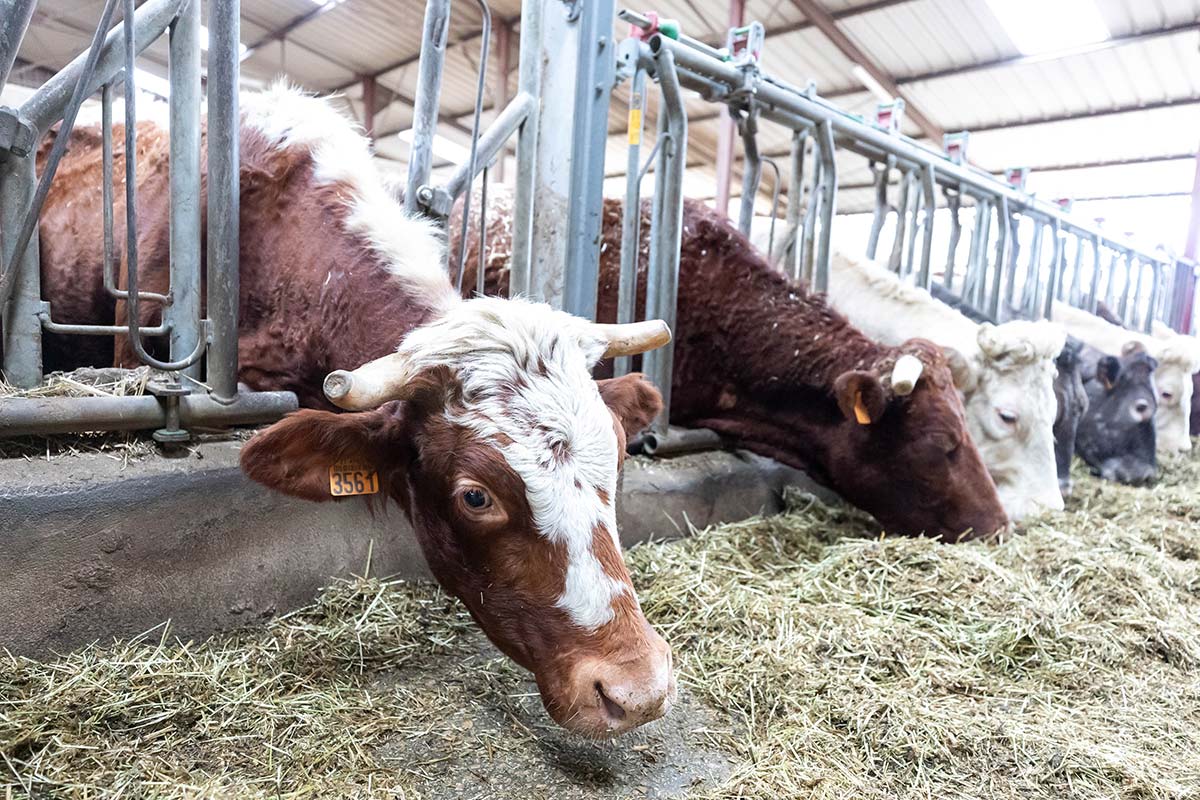 Paysage agricole de la ferme Henriot — 255 hectares bio, Villebichot