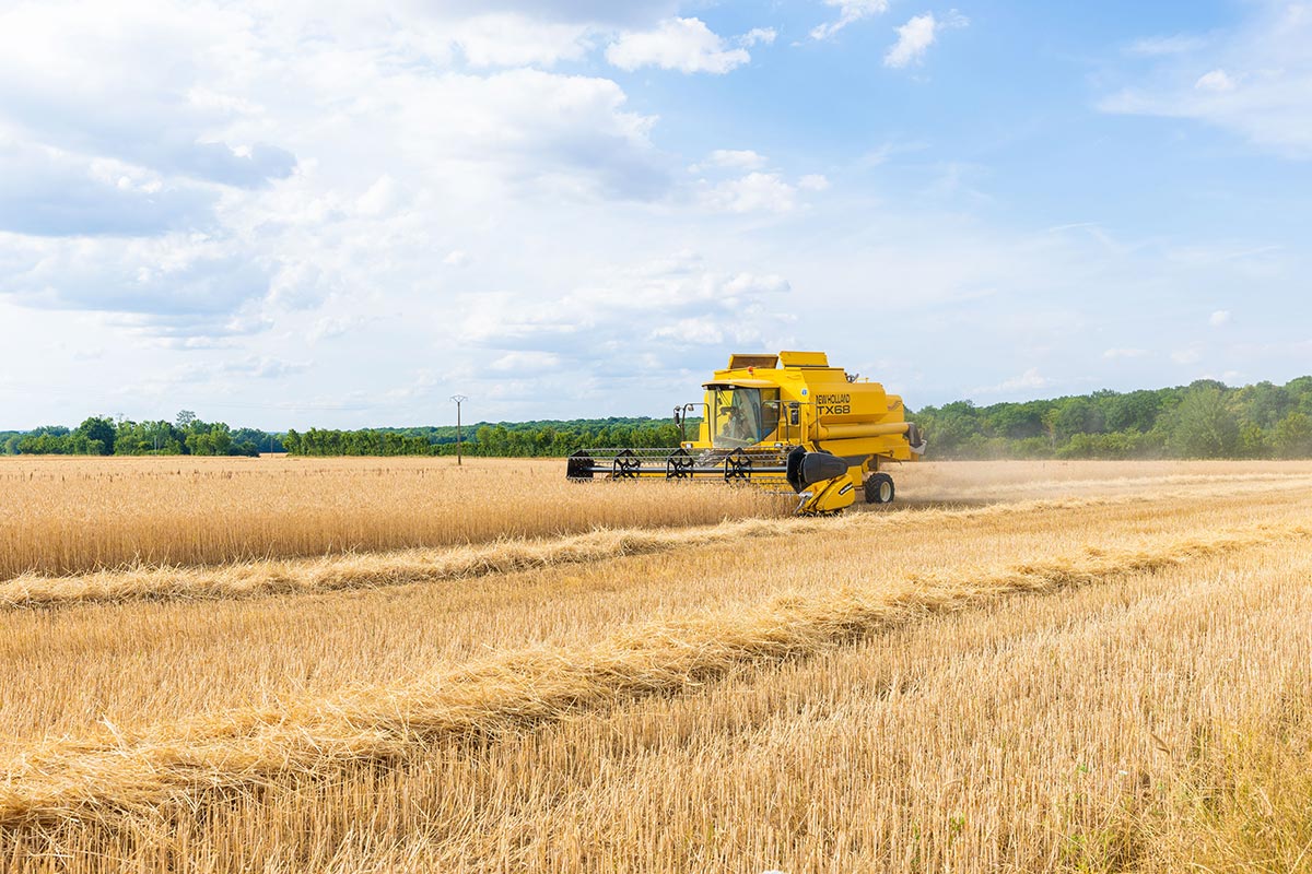 GAEC Henriot — organic farm view in Villebichot
