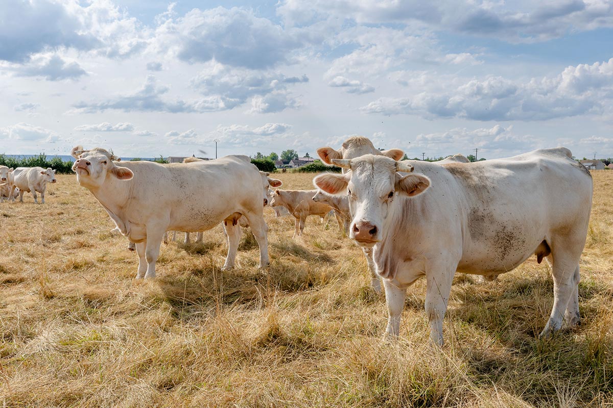 GAEC Henriot — farm life near the gîtes