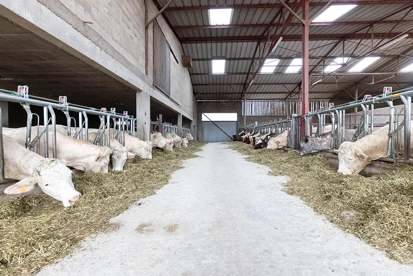 Troupeau de la ferme bio GAEC Henriot à Villebichot, Côte d'Or