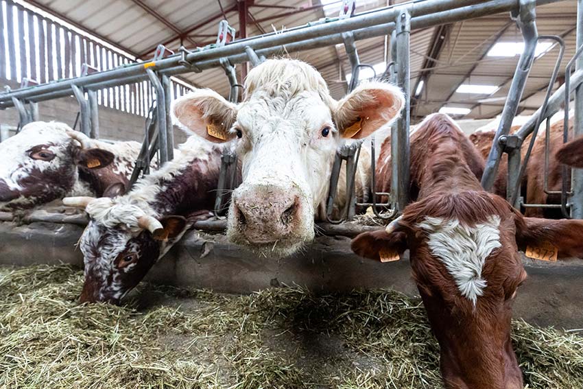 Fields and herd at GAEC Henriot — organic farm 150 m from the gîtes, Villebichot