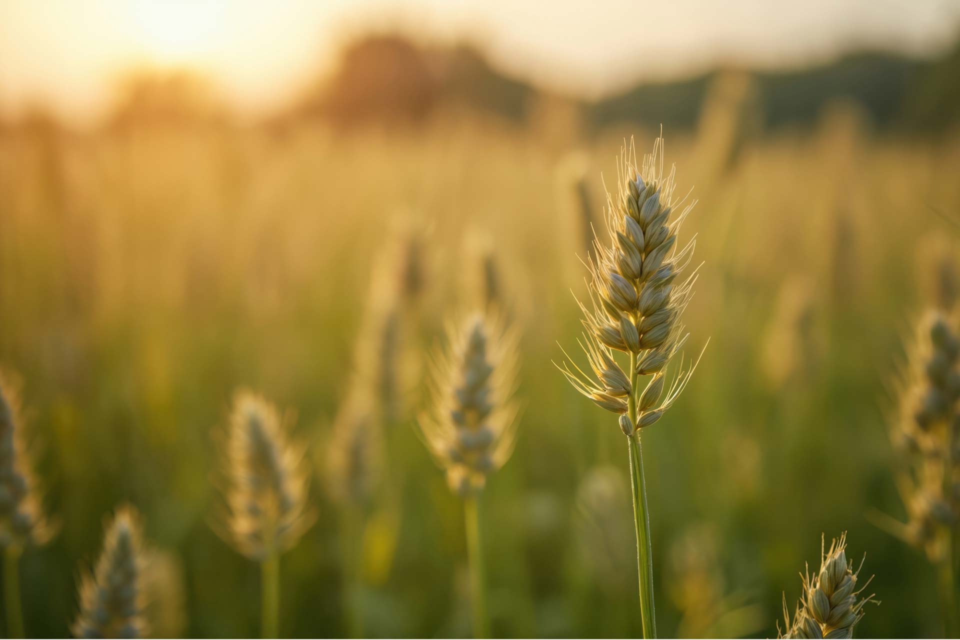 Stone façade of the 18th-century house — charming gîtes near Nuits-Saint-Georges