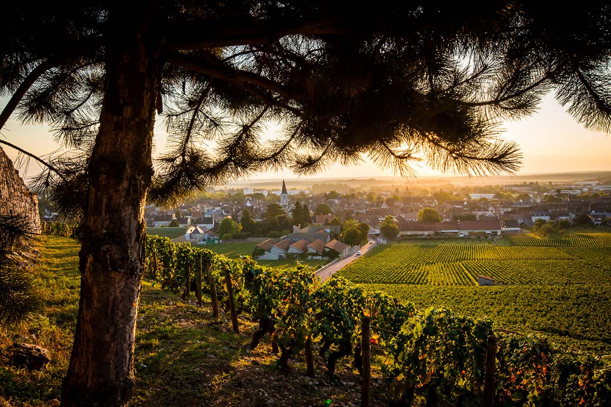 Paysage de la plaine de Cîteaux entre vignes et forêts, Bourgogne