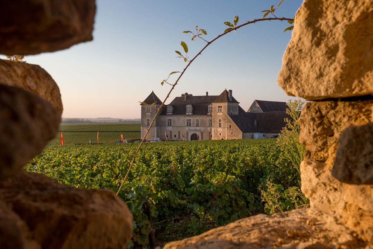 Vignobles de la Côte de Nuits à 5 minutes du gîte de Villebichot
